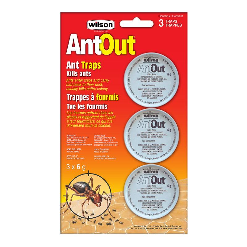 WILSON AntOut Pige  fourmis